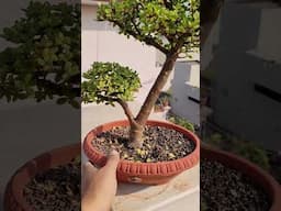 Dwarf jade / Jade plant / Bonsai jade