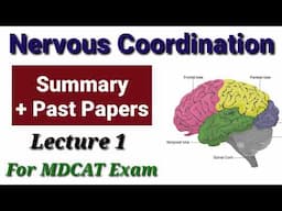 Summary + Past Papers of Nervous Coordination (Lecture 1)