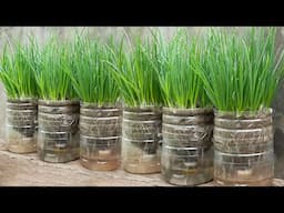 Method of growing onions in plastic bottles, Growing onions by self-watering at home