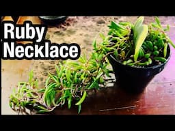 How to Propagate a Ruby Necklace Plant