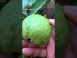 Harvesting Fresh Guavas from Our Garden 🌳🍈 | Backyard Fruit Tree Tips!