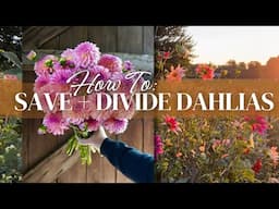 How To Save Dahlias for Another Year: How We Divide and Store Our Dahlia Tubers!