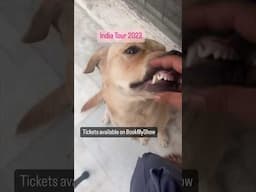 The Most Viral dog