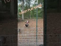 #turkey Play Time !!! #homesteadlife