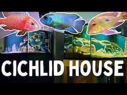 AMAZING CICHLID HOUSE TOUR! The ULTIMATE Cichlid Collection | @CichlidCharmer INTERVIEW