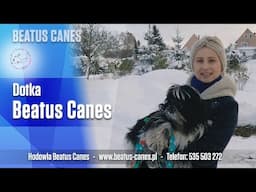 Dotka Beatus Canes