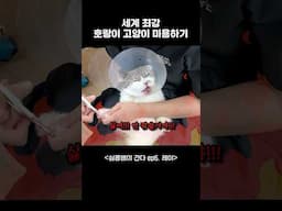 핵매운맛 고양이 미용... 심콩쌤도 살짝 쫄았..?  😱✂️