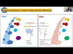 Understanding ribonucleic acid (RNA) and its role in leukemia: 2024 Leukemia Conference