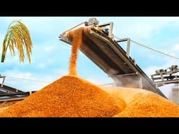 How Tons of Rice Harvested & Processed | Modern Rice Agriculture Technology