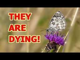 UK Butterfly Emergency Declared - PLEASE WATCH - YOU CAN HELP