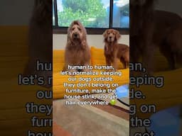 Dogs are meant to live OUTSIDE! #funnydog #funnycats #goldendoodle #goldenretriever