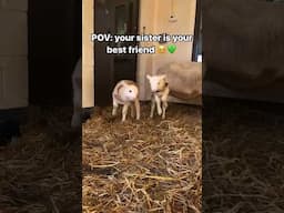 It’s so rare to have a family at sanctuary!🥹💚 #babyanimals #cuteanimals #sheep #farmanimals