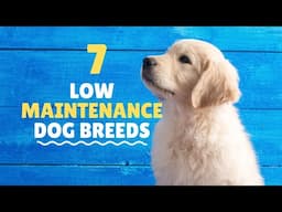 Low Maintenance Dogs For Busy Owners