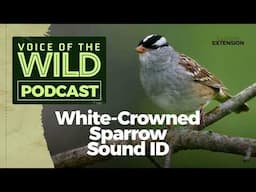 Episode 28: White-Crowned Sparrow – Voice of the Wild