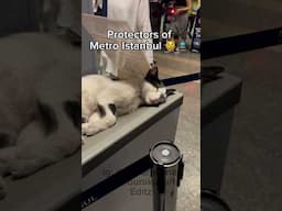 Cats protect Metro Istanbul 😼🚊 #cat #stray #kedi #istanbul #funny #metro