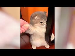 Wanna LAUGH? Watch FUNNY CATS!