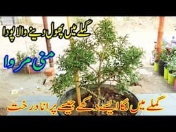 Miniature Murraya plant | Gamle main phool dene wala poda