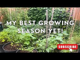 MY BEST GROWING SEASON YET! | SMALL URBAN GARDEN IN TORONTO