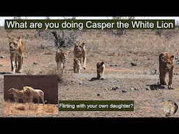 Its Time For Casper The White Lion And Shishangaan Brothers To Leave The Satara Lion Pride