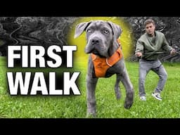 How to Stop Any Leash Problem with Any Dog on Day 1!