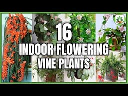 16 Best Flowering Vine Plants | Indoor Flowering Vine Identification | Plant and Planting