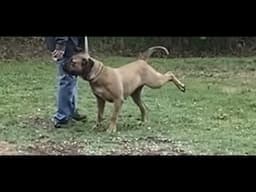 Boerboels | One to watch!