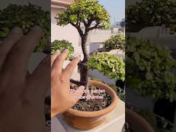 Kaisa laga aap ko ye jade bonsai #shorts