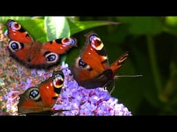 Let's spot butterflies in Vlindertuin De Zindering, Tiel (Netherlands)