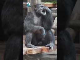 Chimpanzee | #chimpanzee #chimpu #chimplikicomedy #wildlife #indianwildlife #animal #shorts