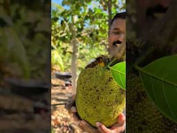 ഓസ്‌ട്രേലിയൻ ചക്ക | Australian Jackfruit #jackfruit