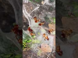 Baby TARANTULAs SWARM and SHARE Cockroach CARCASS !!! 🪳 #shorts