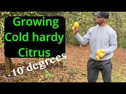 Growing citrus outdoors in colder climates #garden #gardening