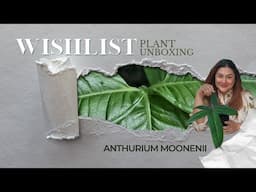 ANTHURIUM MOONENII | Finally unboxing this wishlist plant, Alocasia 'Pink Dragon', & a bluish Fern.