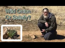 Wild Onion or Salsify?