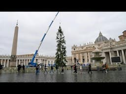 Árvore de Natal é preparada no Vaticano | AFP