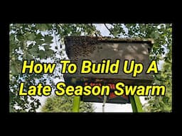 How To Build Up A Late Season Swarm