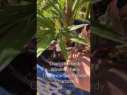 Hardy Palm (zone pushing) Hack #tropicalgarden