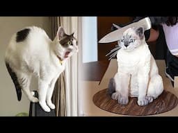 Funniest Animal Moments 2023 😂 Funniest Cats and Dogs 😺🐶 Ep 107 | Funny Pet