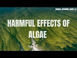 Harmful effects of algae | Parasitic algae | Toxic algae | Algal bloom | HSA