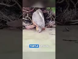 Saving The Turtle Stuck on a Tree