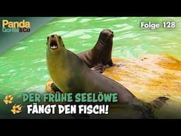 Seelöwen Frühsport im Zoo und Nüsse knackende Affen | Panda, Gorilla & Co.