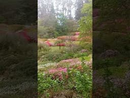 Beautiful Spring | Botanical Garden | Dandenong Ranges | Melbourne