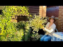 Seed Saving & Drying Gomphrena + You Can Eat It Too!