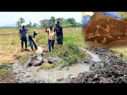 Muddy Saga to save Elephant suffering with liver fluke infection| Received treatment