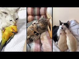 Funny and cute CATS 🐱Videos🔶 Сompilation # 40🔶