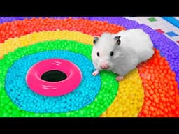 🌈 DIY Hamster Maze | Rainbow Ball Pool