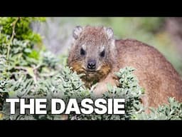 The Dassie - A South African Survival Specialist | Full Documentary