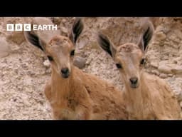 Baby Ibex vs Fox on a Cliff Edge | Growing Up Wild | BBC Earth Kids