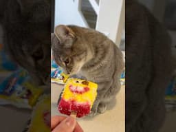 Cat Eats My SpongeBob Popsicle!