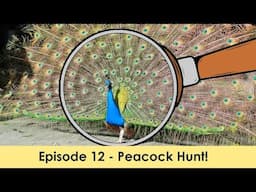 Character Alphabet Elimination - Season P, Episode 12 - Peacock Hunt!